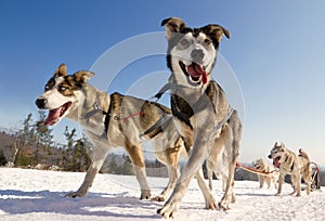 Close up of a sled dog, heading towards the camer