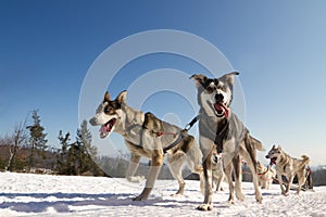 Close up of a sled dog team in action