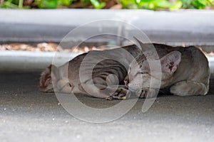 Close up of sleep cat on ground