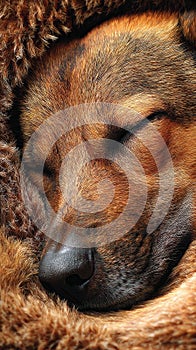 Close Up of a Sleeping Brown Dog