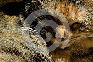 Close up of sleeping cat`s face