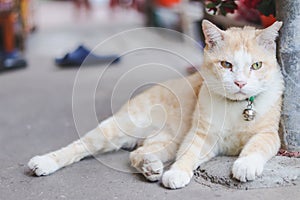 Close up sleeping cat waiting for the owner on street.