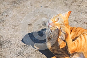 Close up sleeping cat waiting for the owner on street.