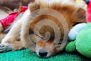 Close Up A Sleeping Dog