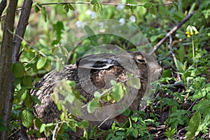 Close up of sleeping European hare in a forest.