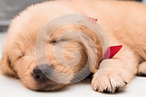 Close-up sleeping face of one month old golden retriever puppy