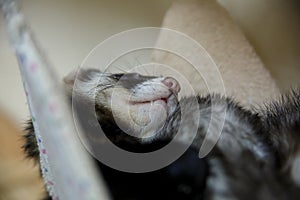 Close up of a sleeping ferret in a zoopark