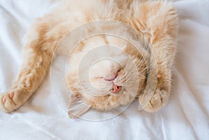 Close-up of a sleeping ginger kitten in bed. Red cat on a white blanket. Relaxing and happy morning.