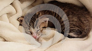 Close-up of sleeping kitten, relaxing and cozy home time in the soft blanket