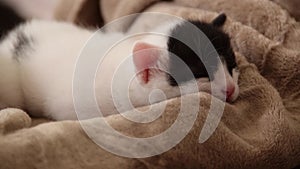 Close-up of sleeping kitten, relaxing and cozy home time in the soft blanket