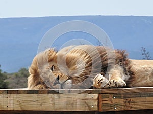 Close-up of a sleeping lion on a scaffold