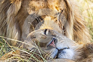 Close up at a sleeping lioness and a male lion in the grass