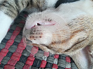 Close up sleeping pet cat in mat