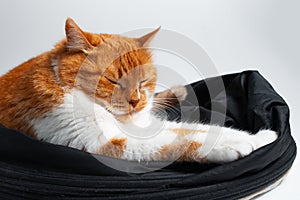 Close-up of sleeping red white cat on white background.