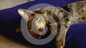 Close up of a sleeping tabby cat with paw twitching as it dreams