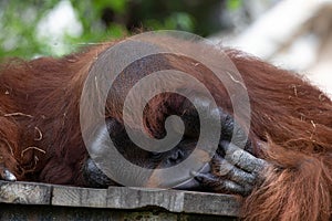 Close up Sleeping Urang-Utan