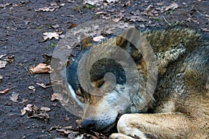 Close-up on a sleeping wolf in the forest