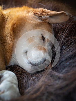 Close-up of a sleeping yellow Labrador Retriever dog lying on a long-haired rug of muskox