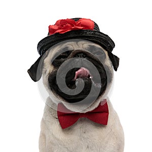 Close up of a sleepy pug panting, wearing a hat