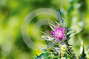 Close up of Slender Thistle Carduus tenuiflorus flower; blurred background; East San Francisco bay area, California