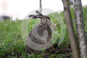 Close up of slightly annoyed looking European hare after getting waken up.