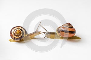 Close-up of slimy snails isolated on white