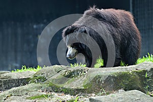 Close up of sloth bear Ursus ursinus in the park