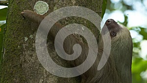 Close-up of sloth on jungle tree trunk, Costa Rica