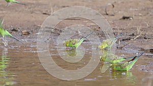 close up slow motion clip of a budgie flock drinking