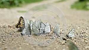 Close-up slow motion A group of butterflies with cyan wings that absorb nutrients and crawl on the ground in mountainous