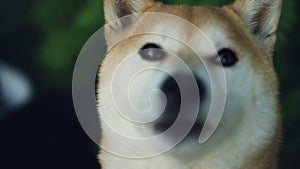 Close-up slow motion portrait of adorable dog shiba inu looking at camera and licking its mouth and nose with pink
