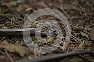 close up of a Slowworm