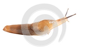 Close up of a slug isolated on a white background. Macro