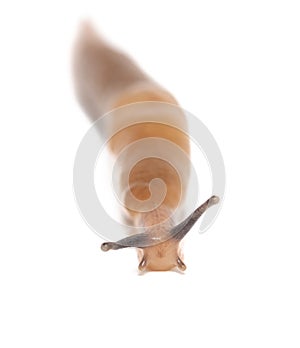 Close up of a slug isolated on a white background. Macro