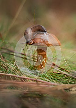 Close-Up Of slug on Mushroom
