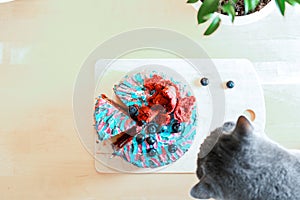 Close up of sly cat trying to steal and eat cake while his owner is away