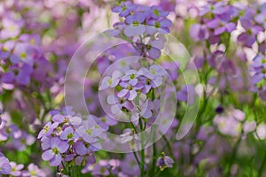 Close up of smal violet blooming flowers in a sunndy day. Blossoming meadow