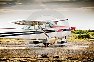 Close up of a small airplane with a sheep in front on a remote airport in Iceland