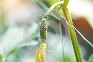 Close-up of small baby young tasty juicy green fresh gherkin cucumber growing in vegetable garden farm greenhouse on