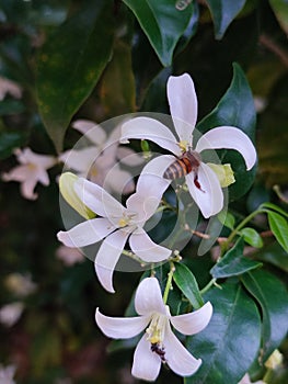 Close Up Small Bee On the Petal Heart-shaped white glass murraya flower, Orange jasmine, Orange jess