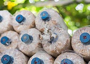 Close up small bhutan oyster mushroom growing in sawdust plastic bag.