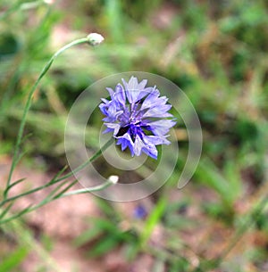 Close up of a small blue flower