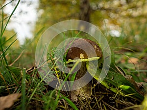 Close up of small boletus in the natural environment. Fall time.