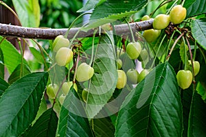 Close up of a small branch with fresh raw unripe organic sour cherries and green leaves in a tree in an orchard in a sunny summer