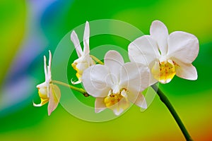 close up of a small branch of miniature white phalaenopsis orchids on colorful background