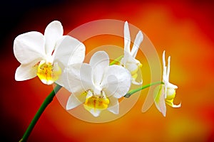 Close up of a small branch of miniature white phalaenopsis orchids on dark background