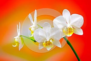 Close up of a small branch of miniature white phalaenopsis orchids on gradient background