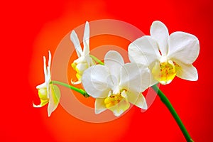 Close up of a small branch of miniature white phalaenopsis orchids on red background