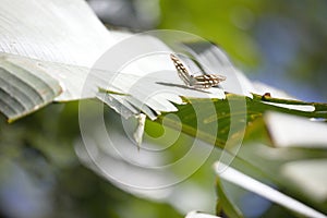 Close-up of a small brown butterfly perched atop a green leaf