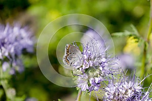 Close up of small brown butterfly on purple flower plant in meadow, field. macro nature insect banner in summer in spring with